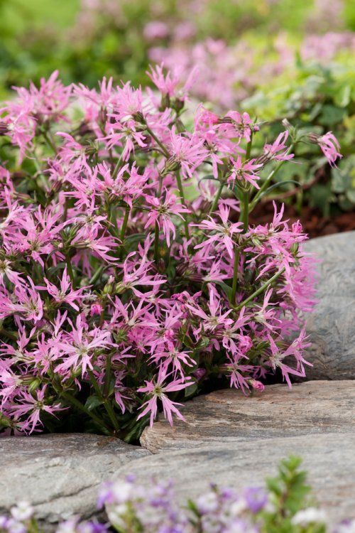 LYCHNIS flos-cuculi Nana - лихнис нисък розов (1607)